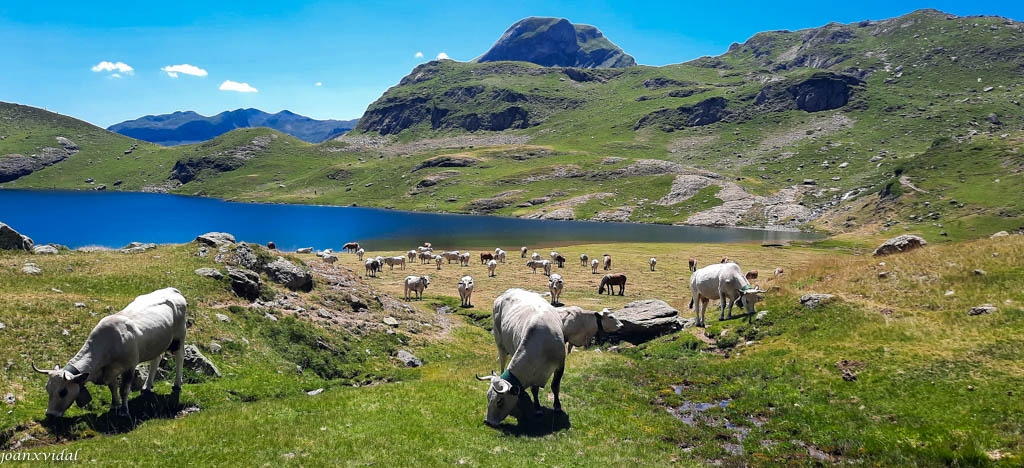 PASTURA AL LLAC GENTAU