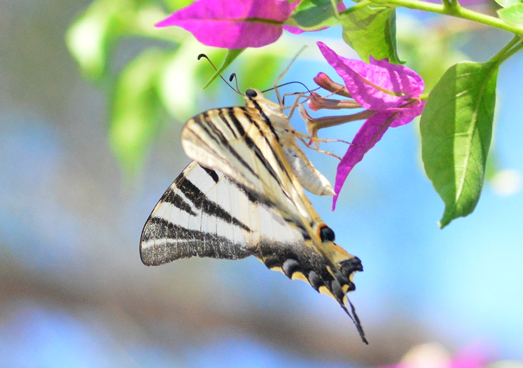 Mariposa IPHICLIDES- chupa leches1