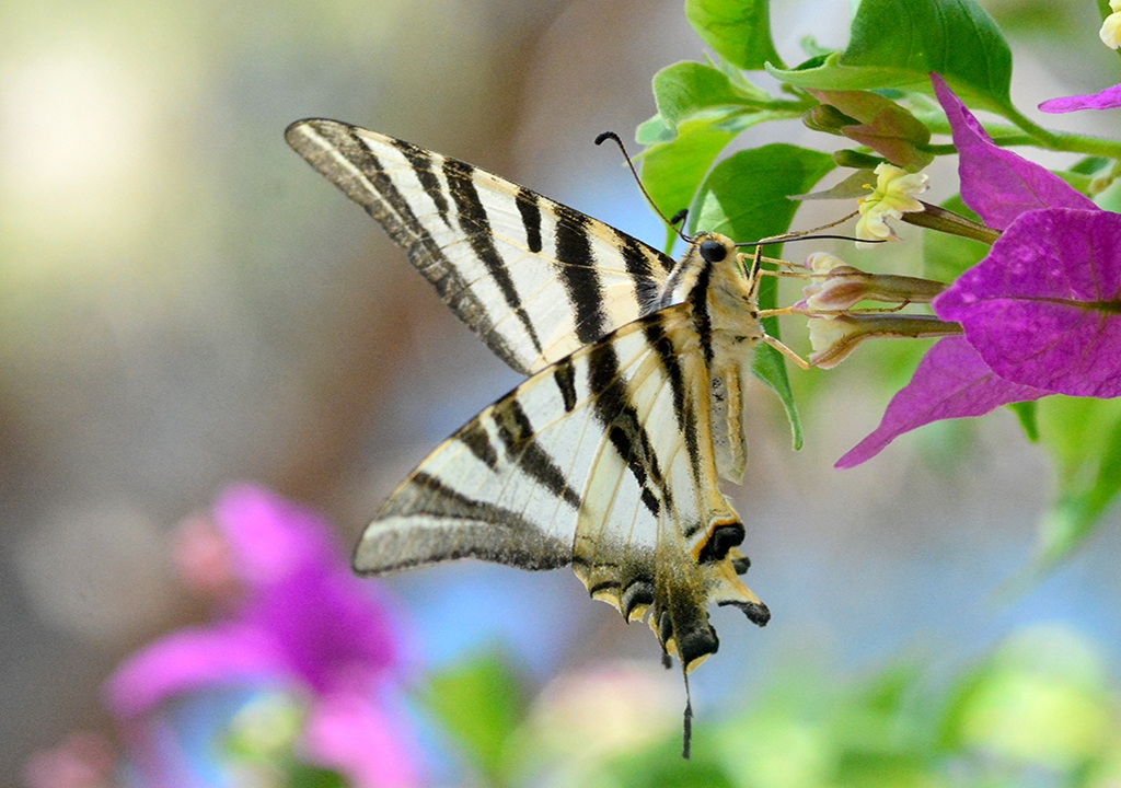 Mariposa IPHICLIDES - chupa leche 2