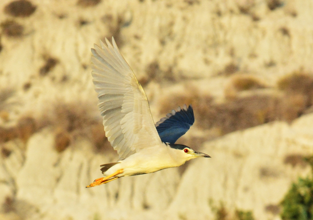 Aves en vuelo 1