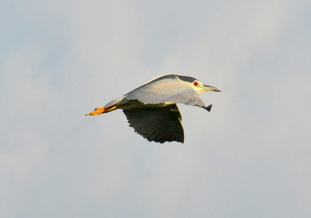 Aves en vuelo 2