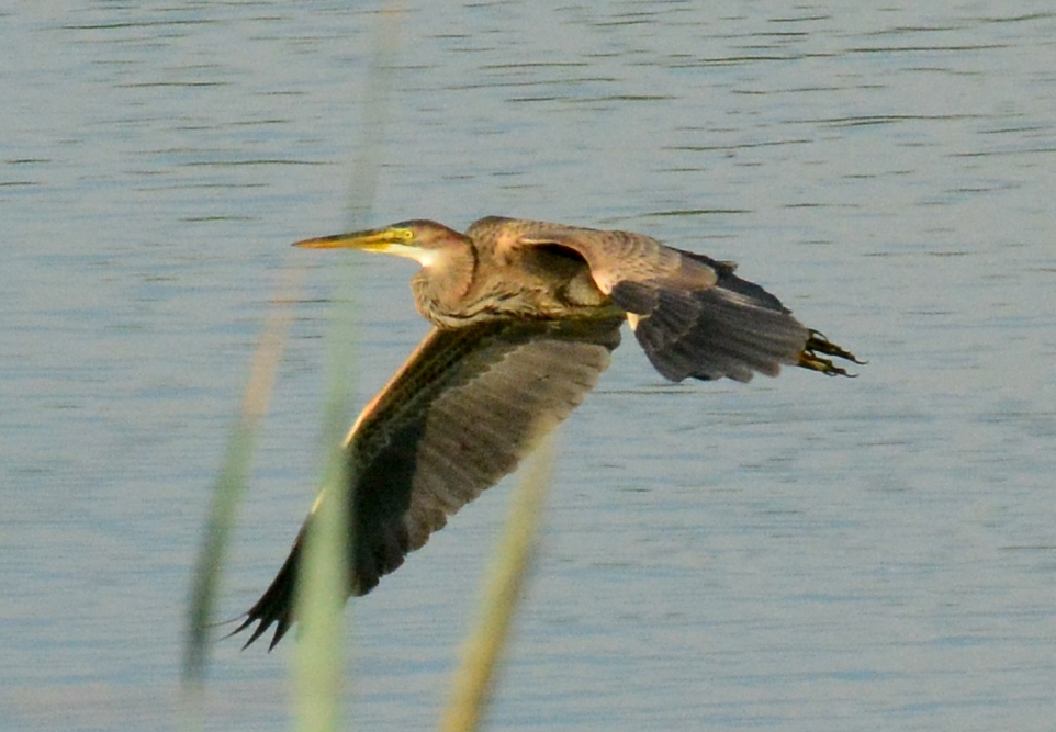 Aves en vuelo 3