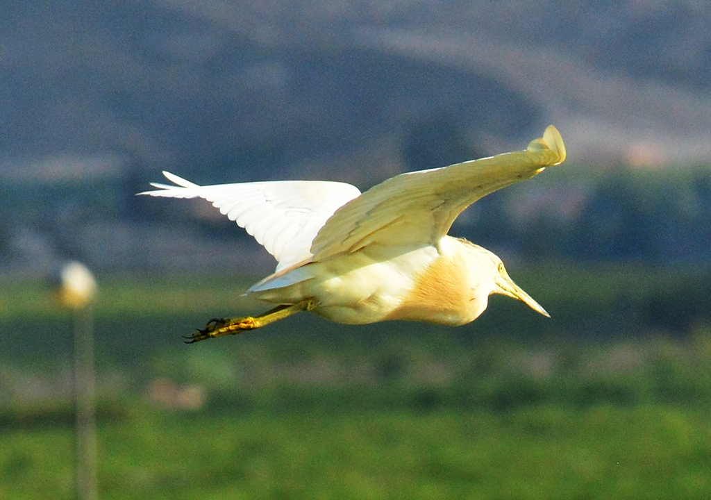 Aves en vuelo 4