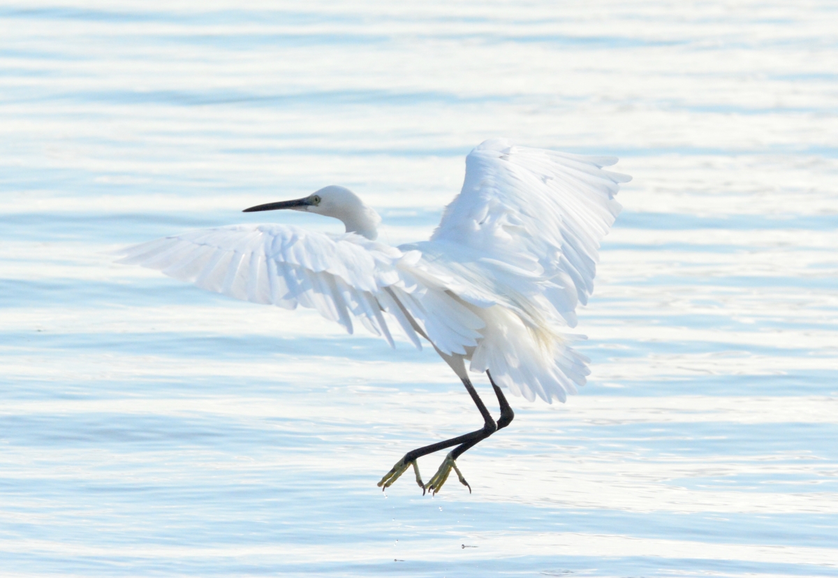 Garza blanca 5