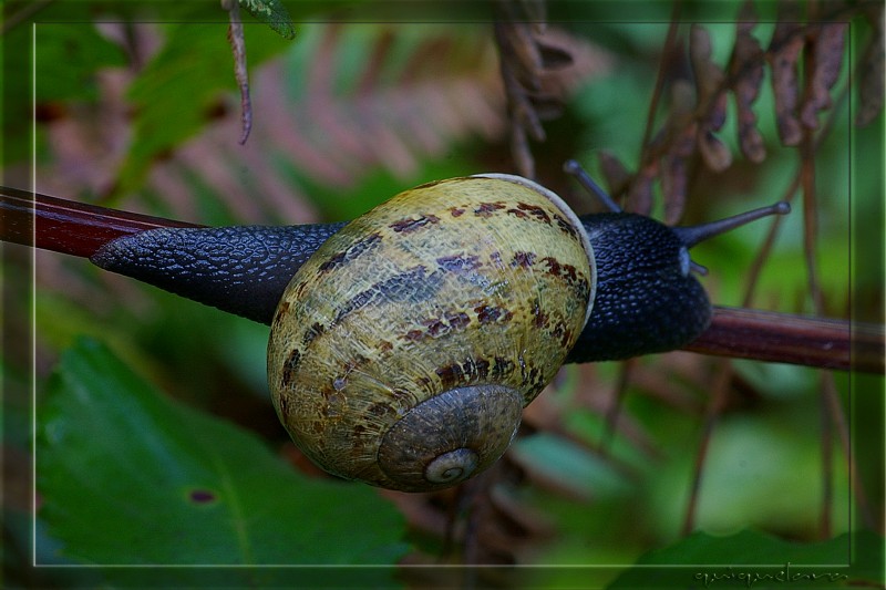 Caracol, col, col, ...