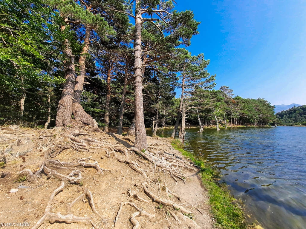 BOSC DE PI ROIG