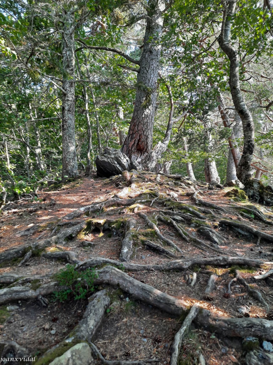 BOSC DE PI ROIG