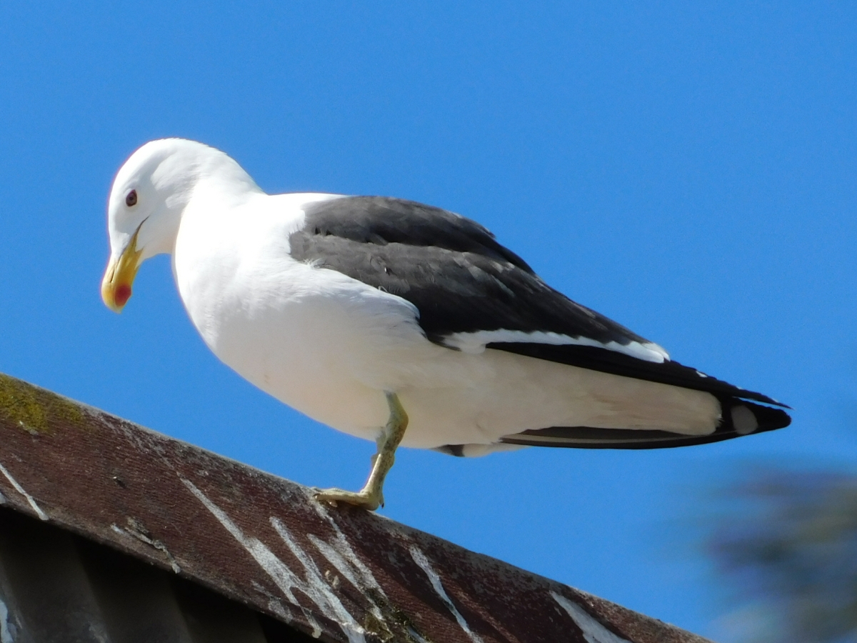 Gaviota 