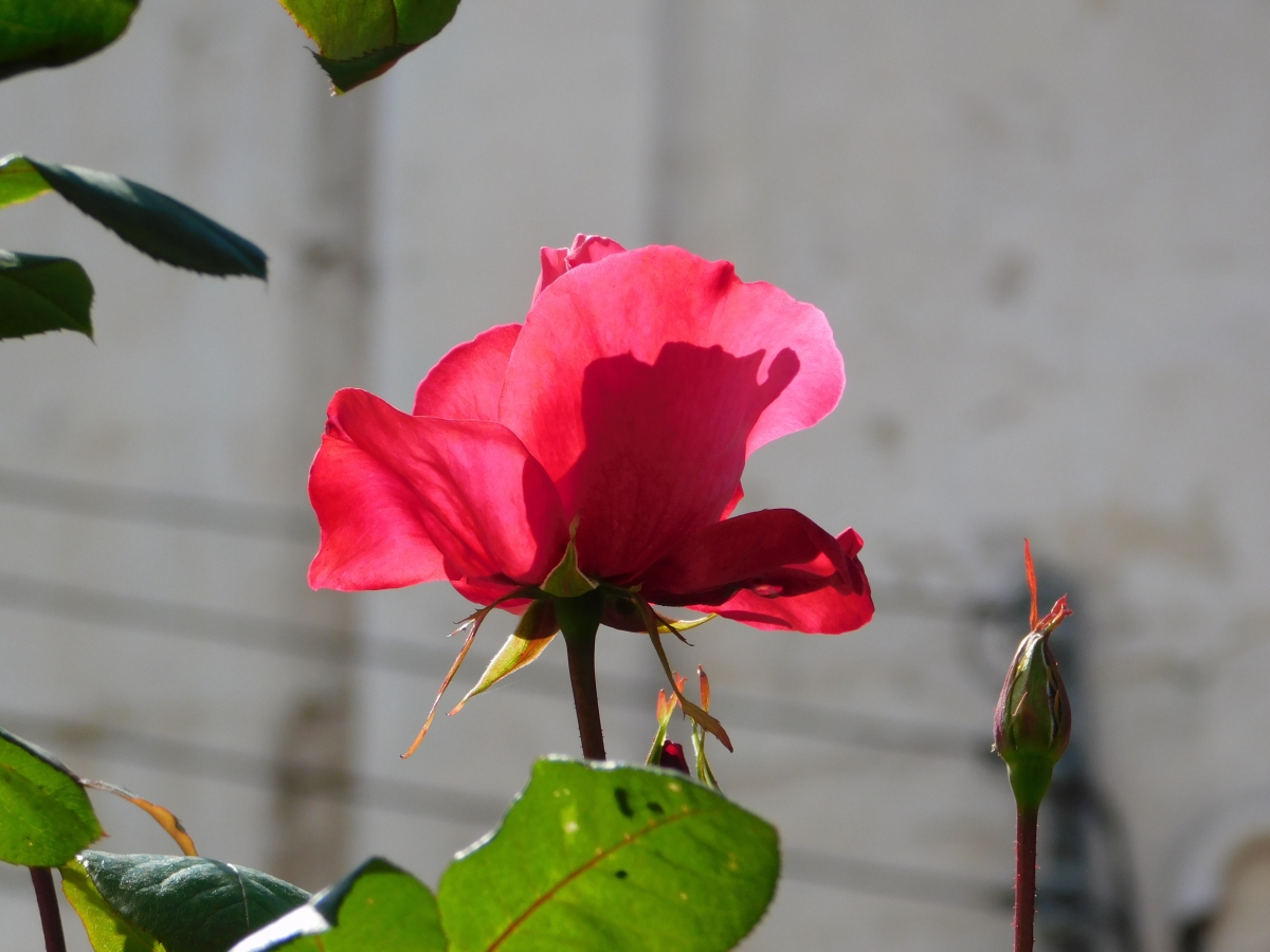 M jardin en el trabajo 3