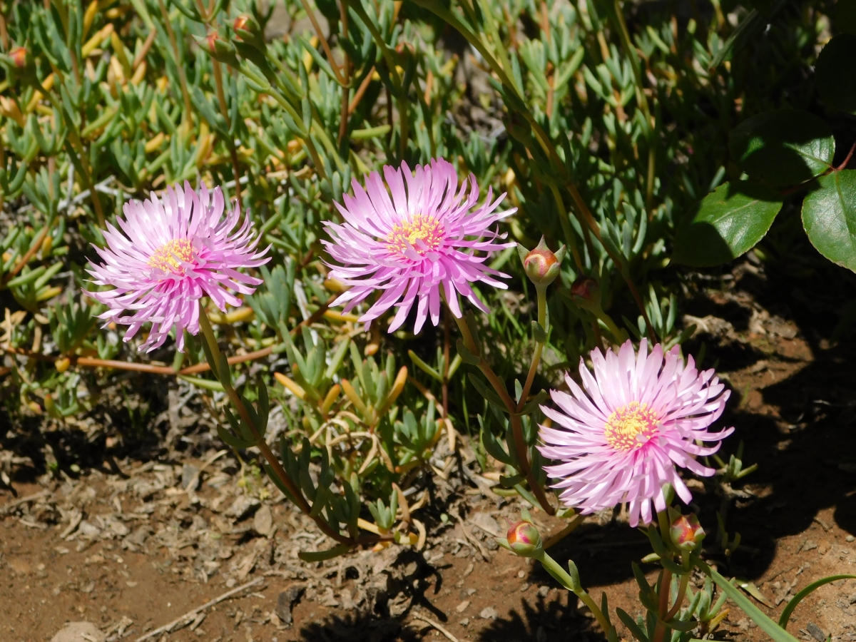 M jardin en el trabajo 3