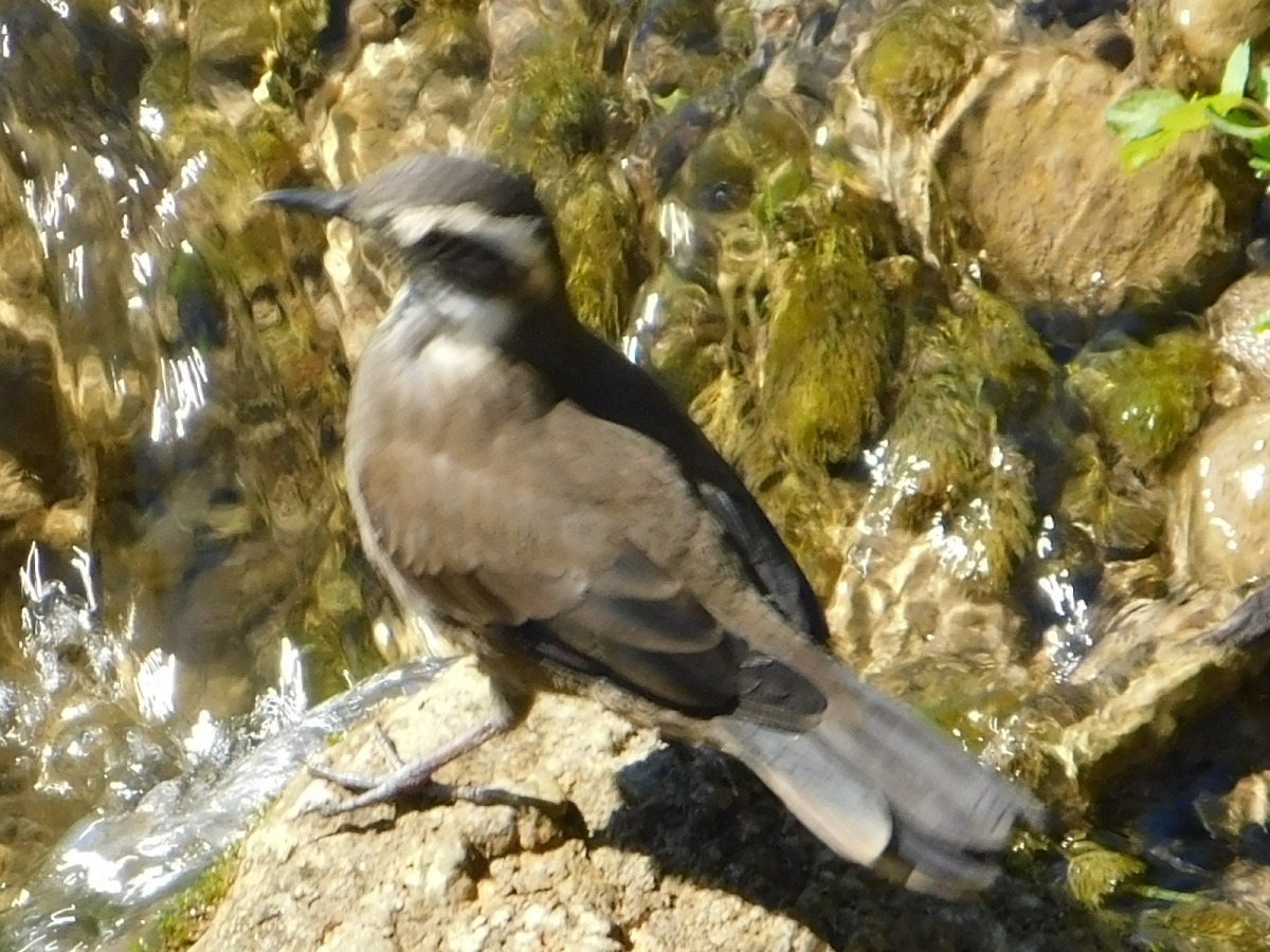 Paseo al valle 3