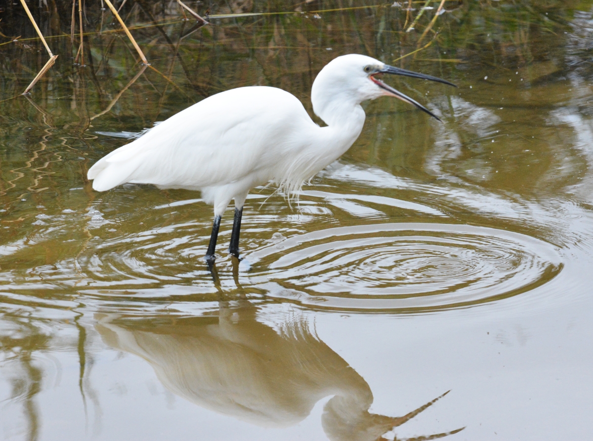 Garza blanca o comun