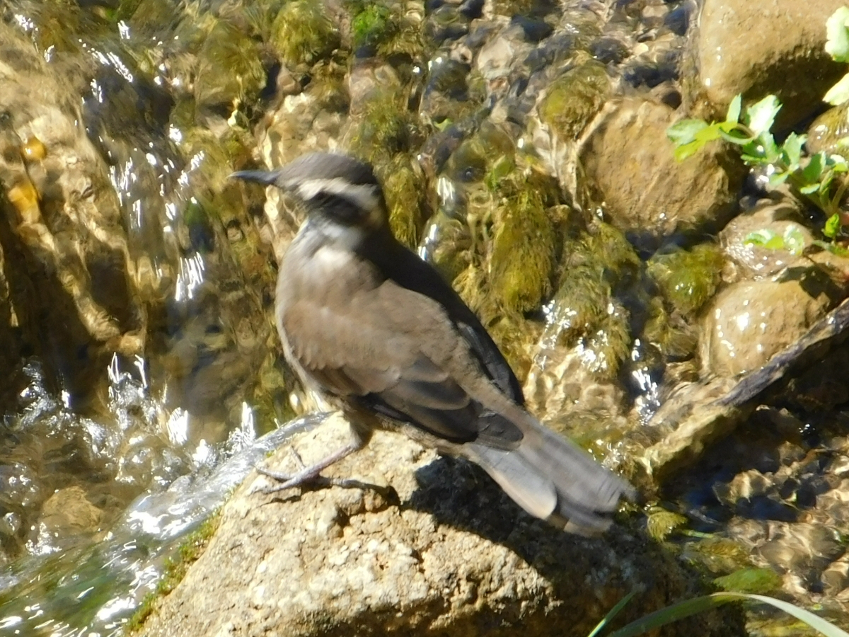 Paseo al valle 1