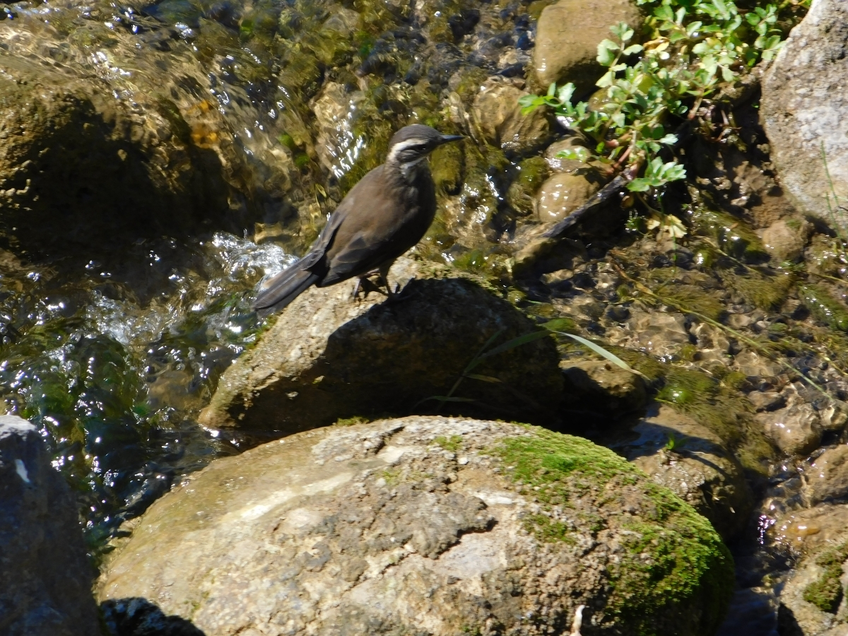 Paseo al valle 2