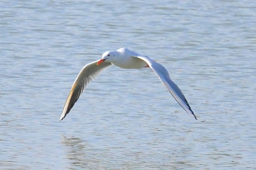 Gaviota