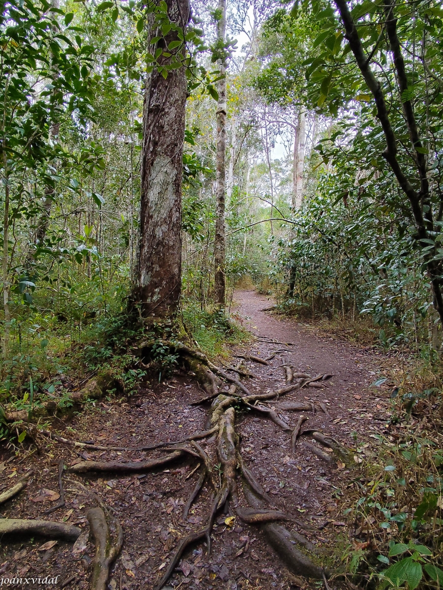 Selva de Analamazaotra