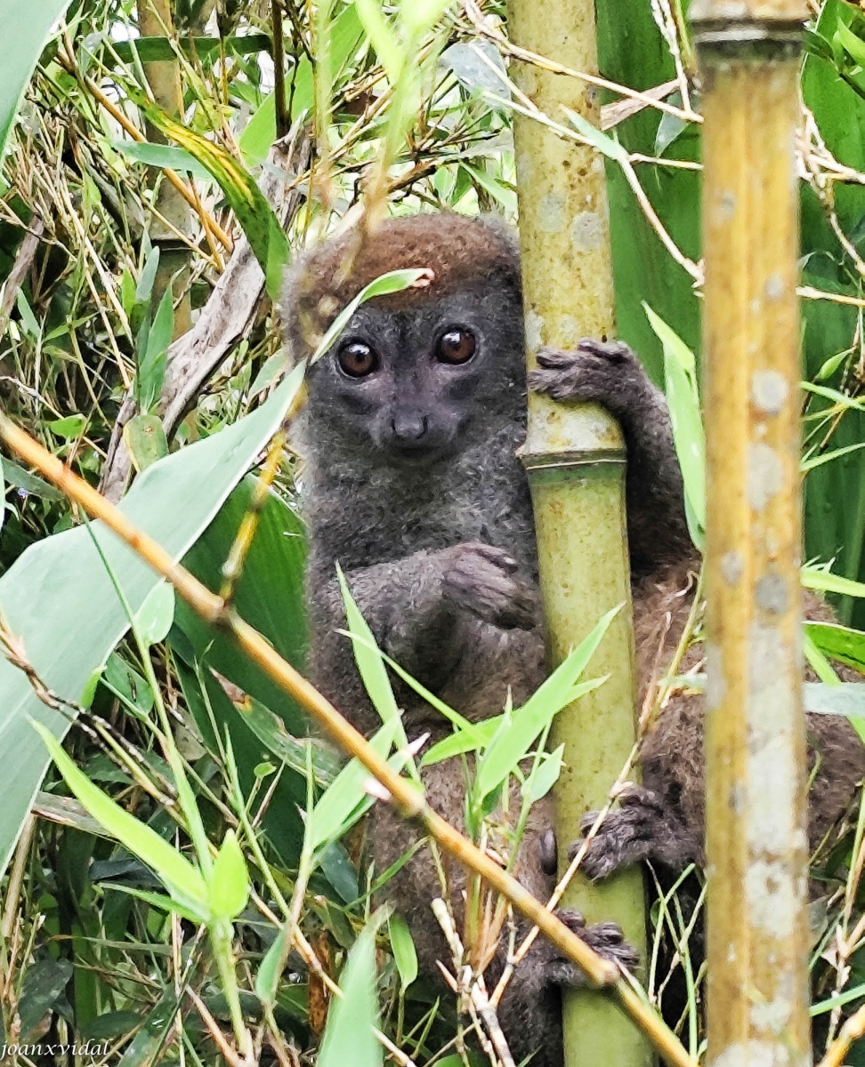 LEMUR DEL BAMB