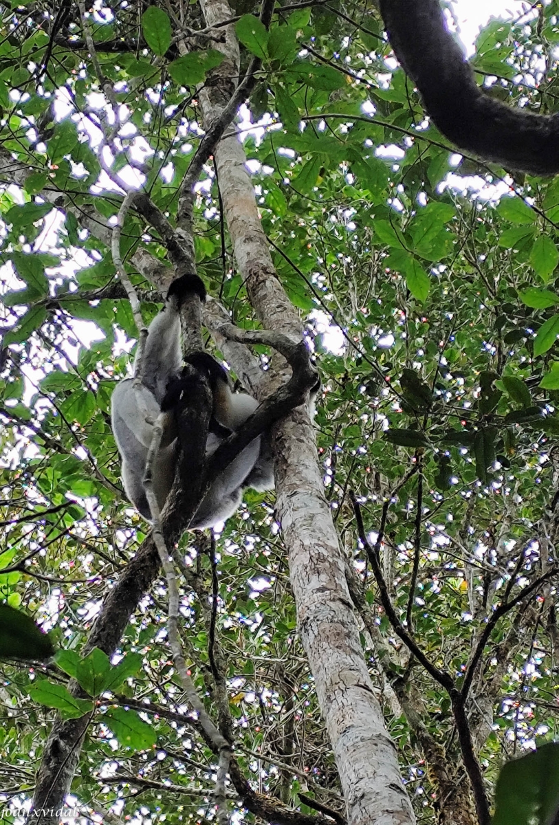 LEMUR SIFAKA