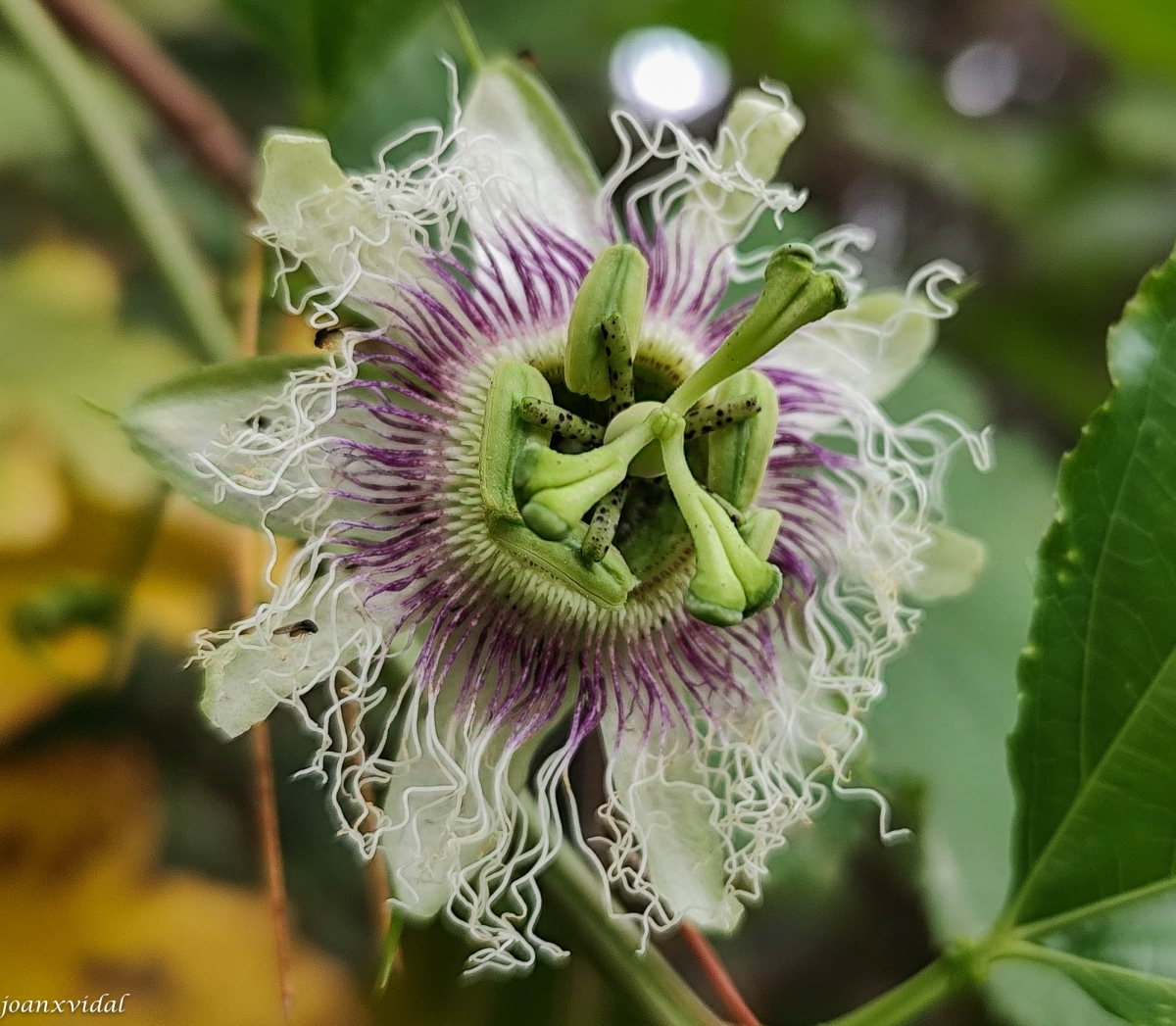 FLOR FRUITA DE LA PASSI