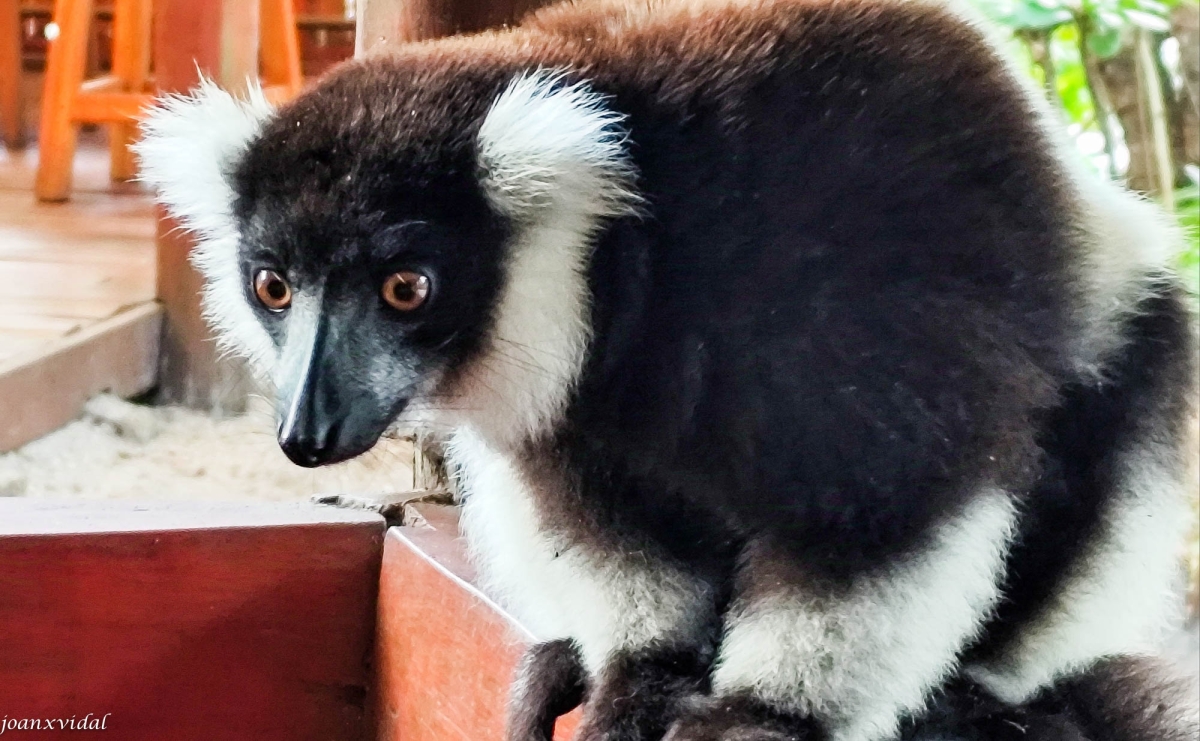 LEMUR SIFAKA