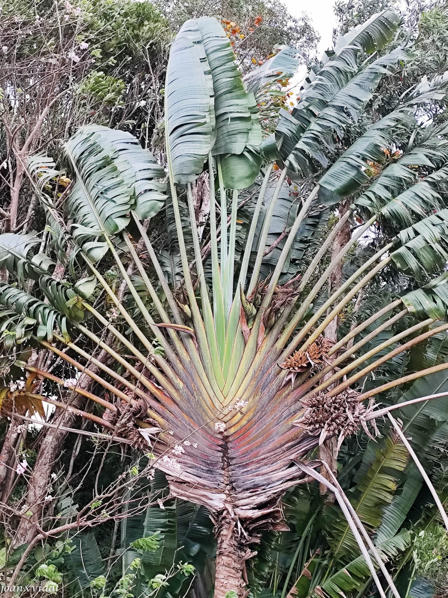 PALMERA D\'ESTRELLA