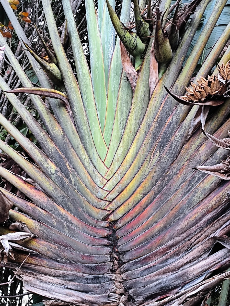 EL COR DE LA PALMERA