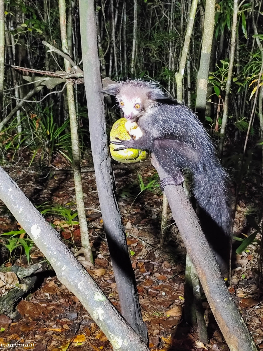 LEMUR NOCTURN AYE-AYE