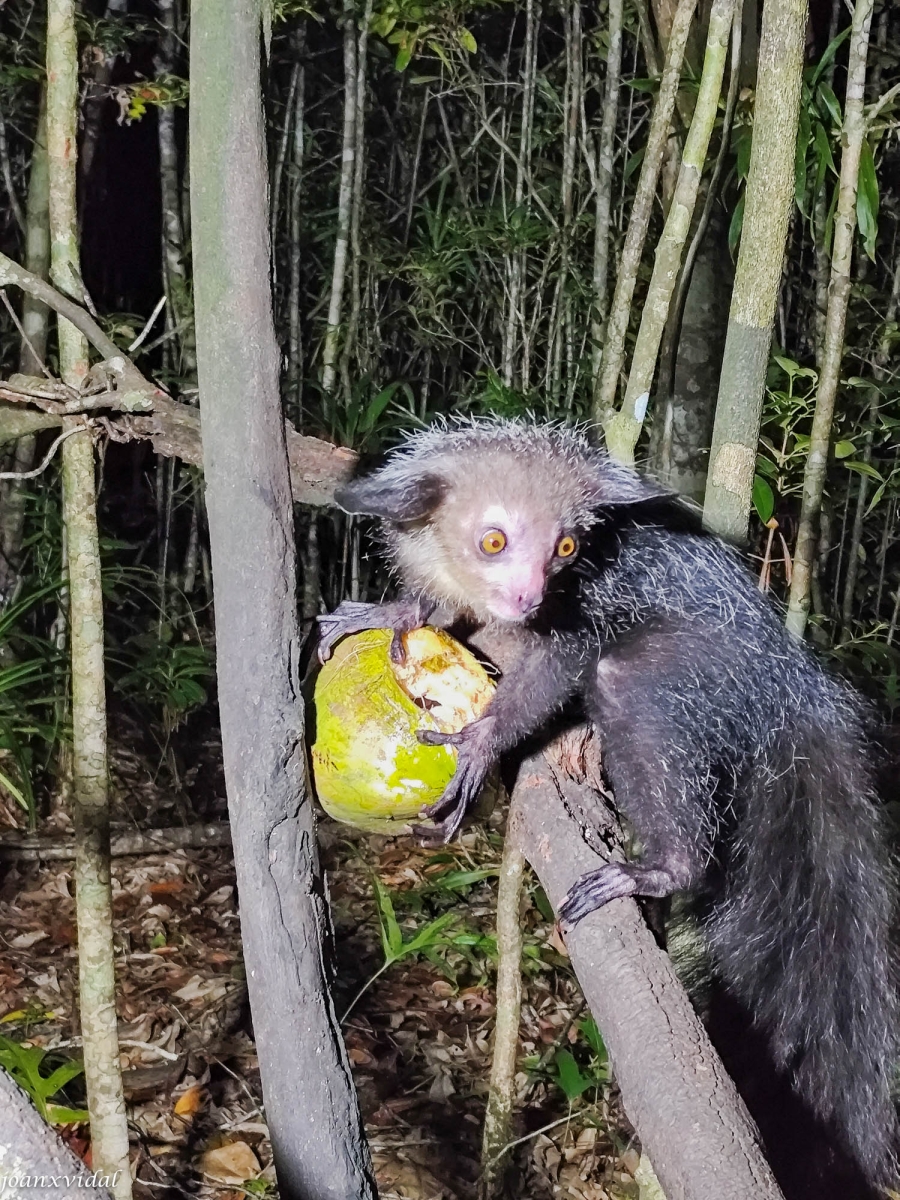 LEMUR NOCTURN AYE-AYE