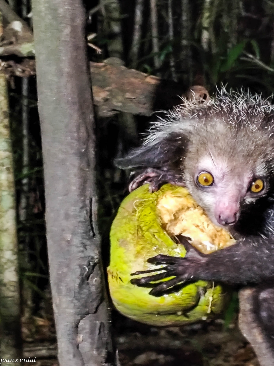 LEMUR NOCTURN AYE-AYE