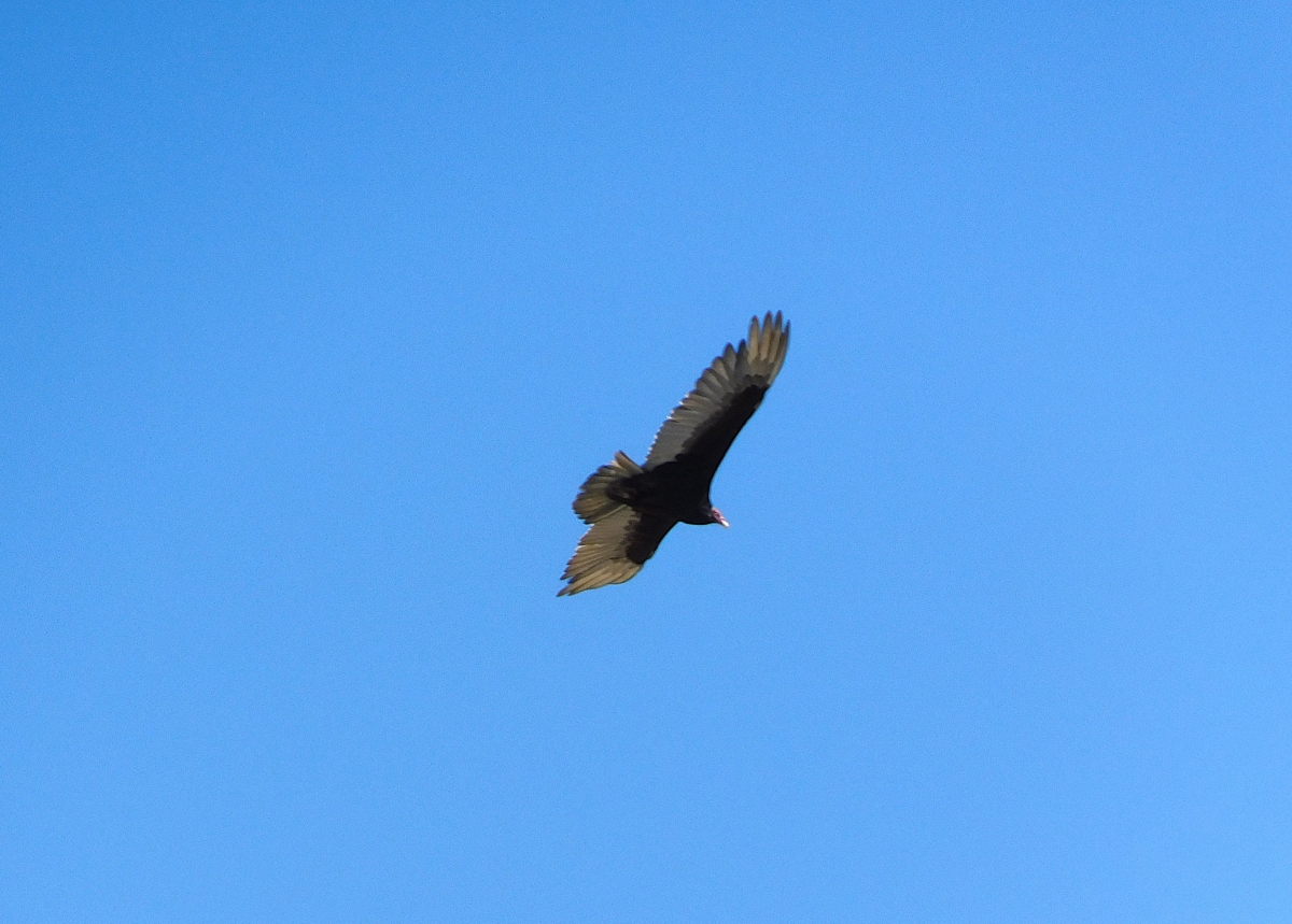 Surcando los cielos 