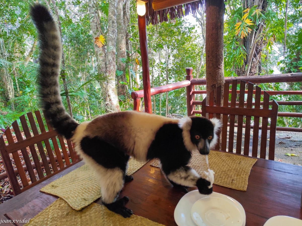 L\'ESMORZAR DEL LEMUR