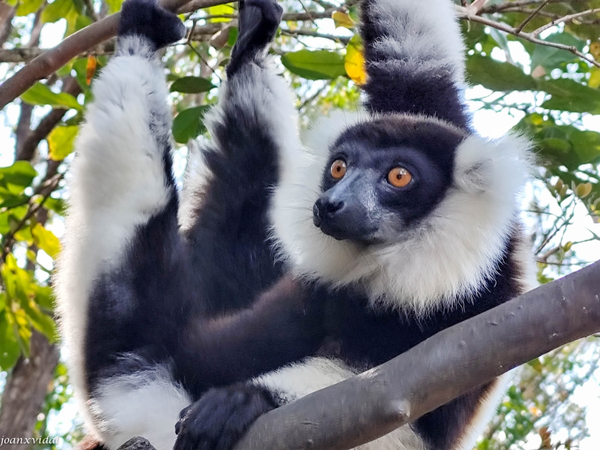 LEMUR