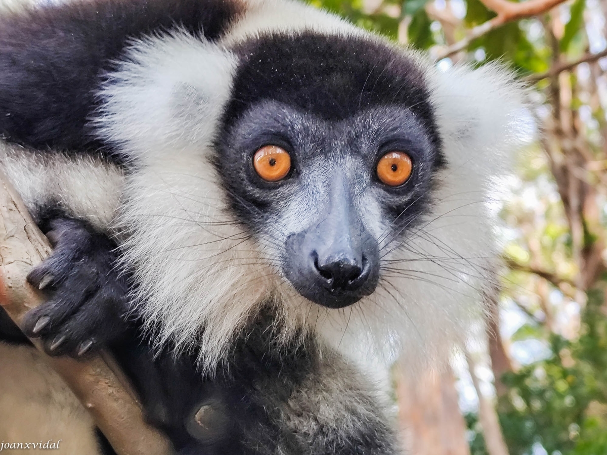 LEMUR