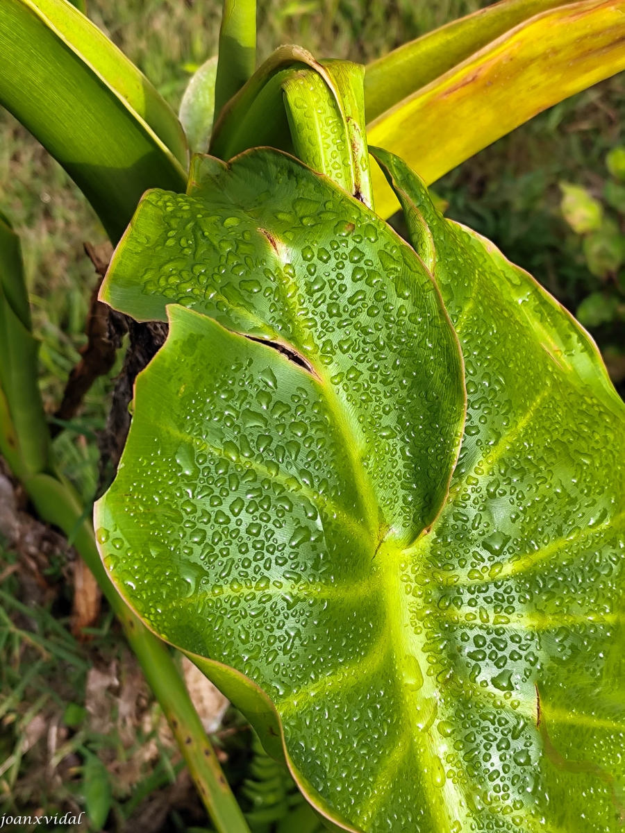 PLUJA TROPICAL