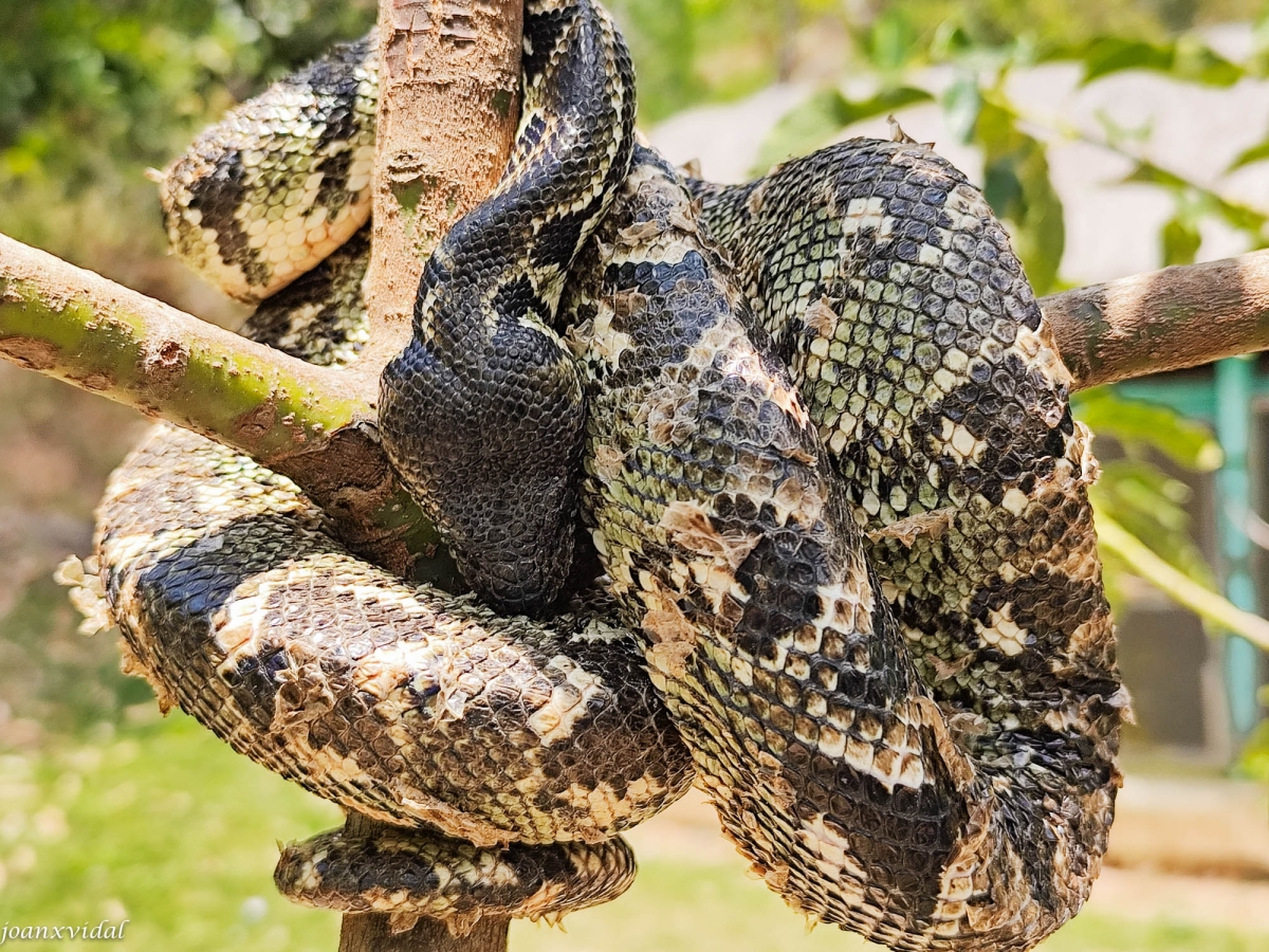 EL SUEO DE LA SERPIENTE