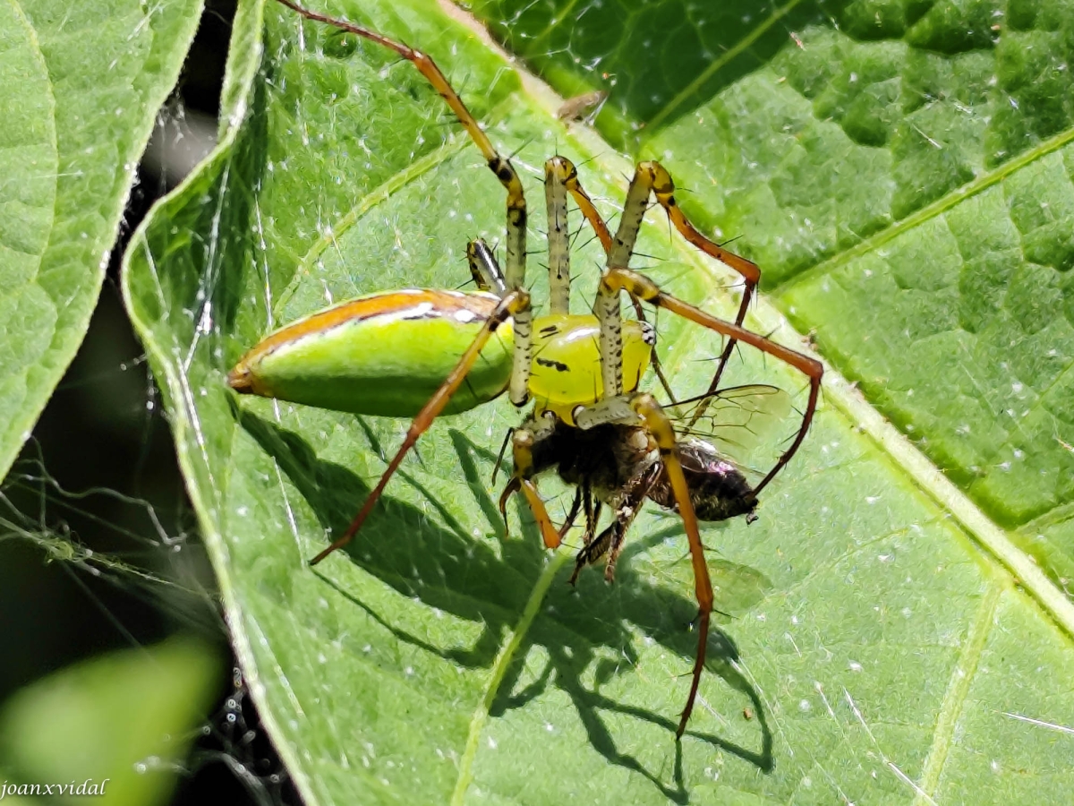 ALIMENT PER INSECTES