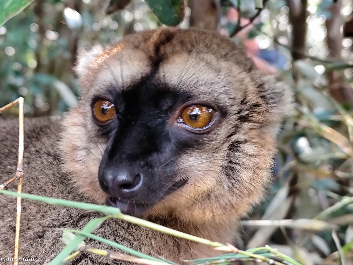 MIRADA DE LEMUR