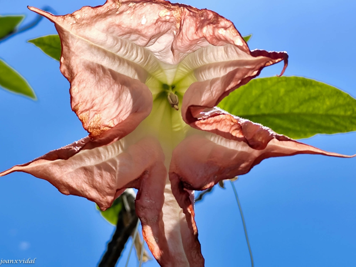 ORQUDIEA