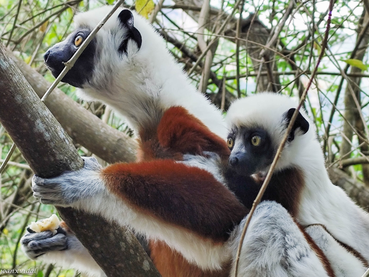 LEMUR CATTA AMB LA SEVA CRIA