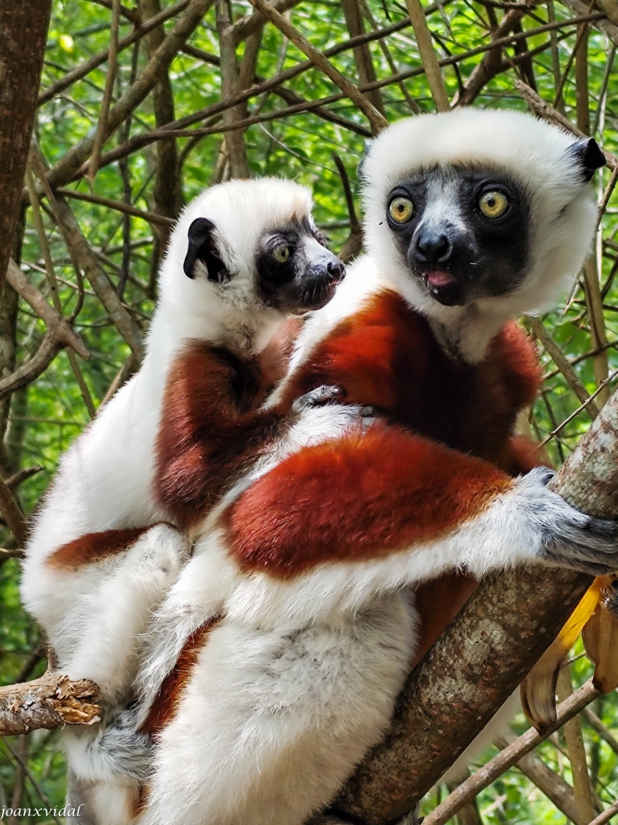 LEMUR CATTA AMB LA SEVA CRIA