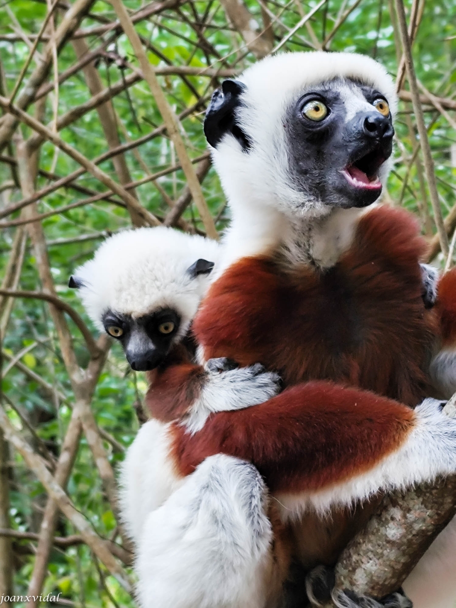 LEMUR CATTA AMB LA SEVA CRIA