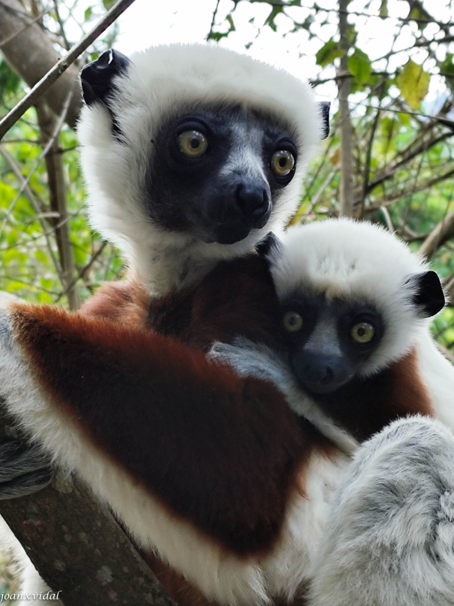 LEMUR CATTA AMB LA SEVA CRIA