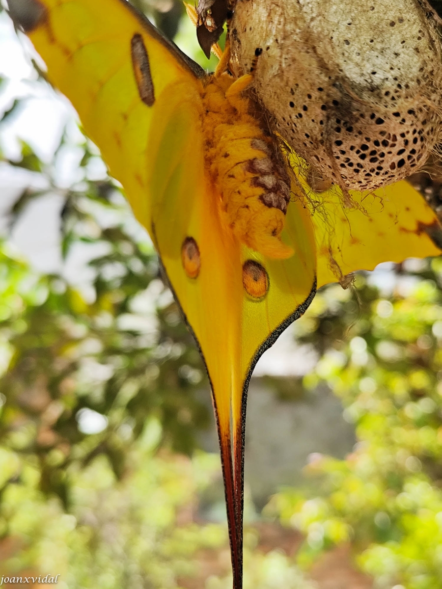 PROCESO DE REPRODUCCIN DE LA MARIPOSA COMETA