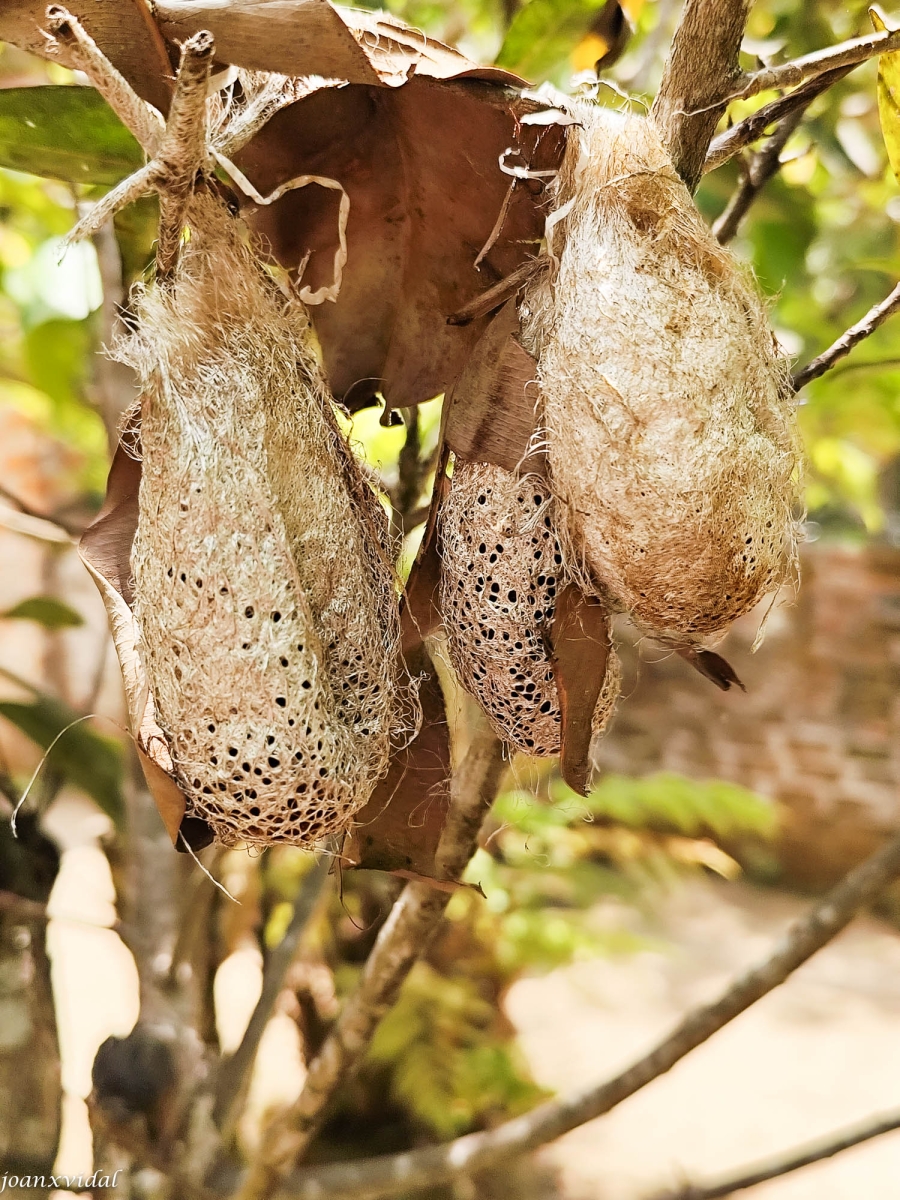 HUEVOS DE MARIPOSA