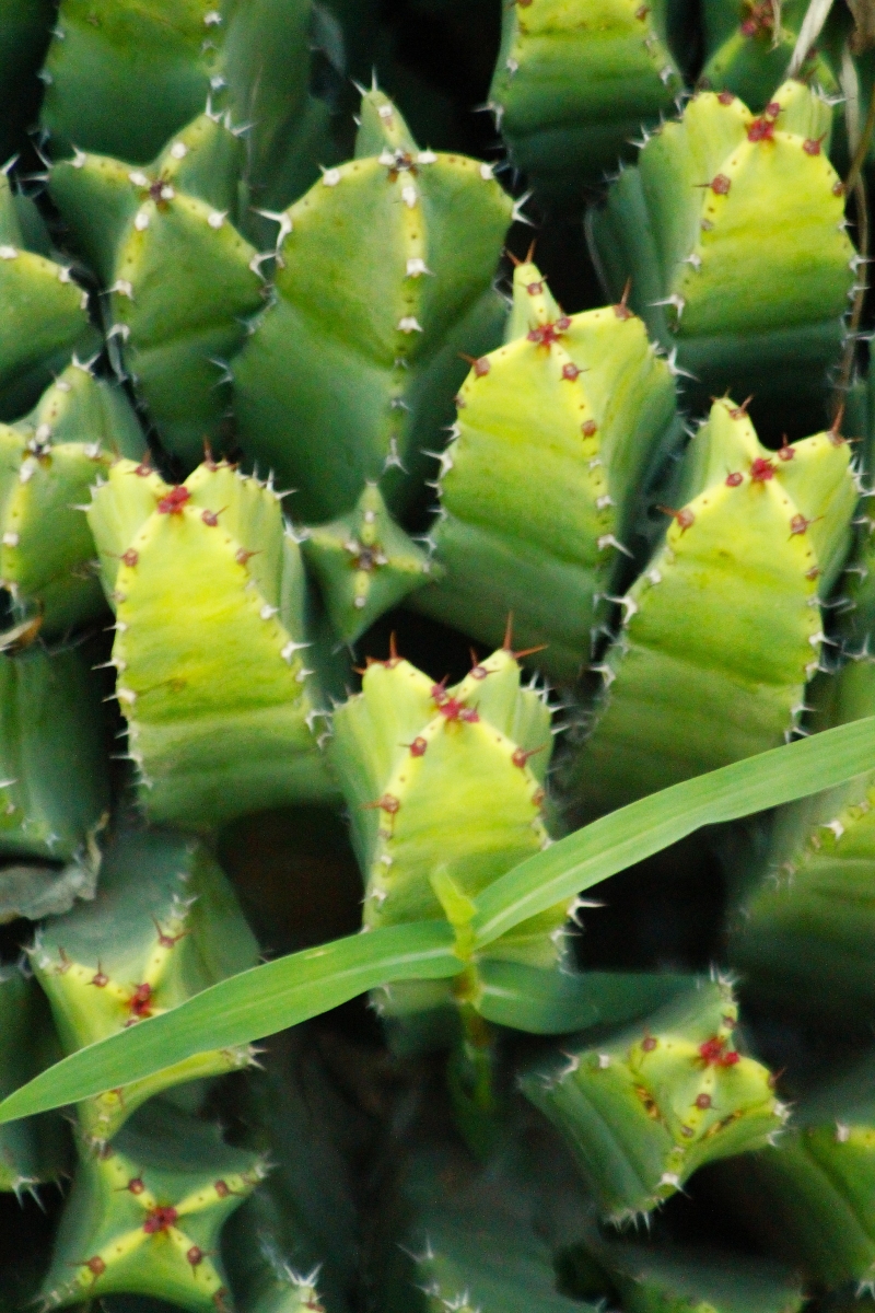 frutos de primavera