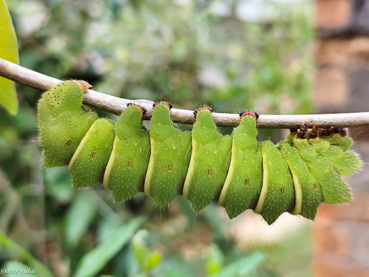 ORUGA DE LA MARIPOSA COMETA