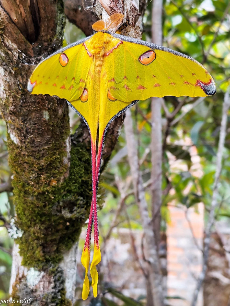 MARIPOSA COMETA