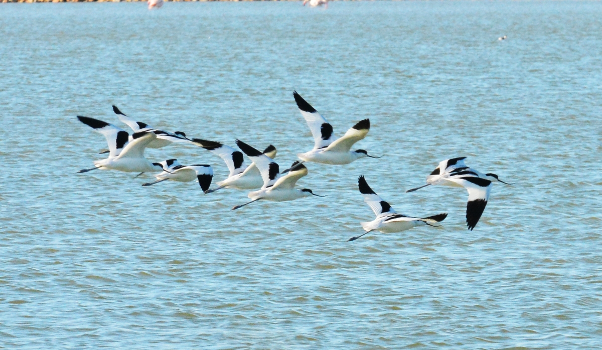 Avocetas