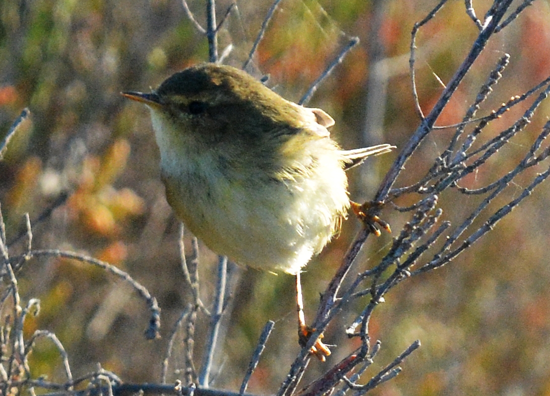 Pajarillo