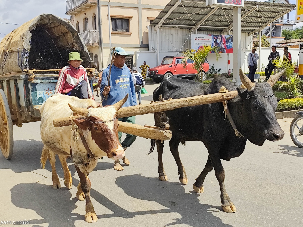 MERCANCIAS Y MEDIOS DE TRANSPORTE